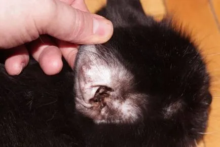 A macska fejét rázza, és vakarja a fülét, de füle tiszta (cat) A macska fejét rázza, és vakarja a fülét, de fülei tiszták