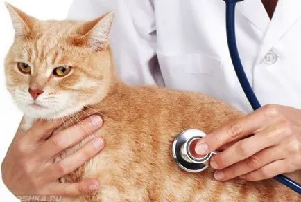 Cat borzongás álmában mintha hideg volt, és lefagy (jitter) Cat borzongás álmában mintha hideg volt, és fázik