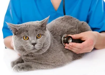 Cat mérgezett, hogy mit lehet csinálni otthon, 7 fényképek, videók (do) Cat mérgezett, hogy mit lehet csinálni otthon, 7 fényképek, videók