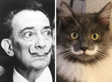 Macska és Salvador Dali