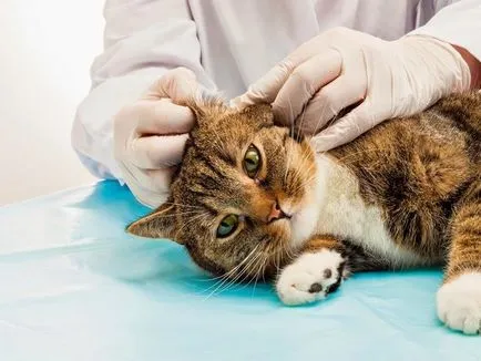 Cat megrázza a fejét, és megvakarja a füle, mint kezelni otthon