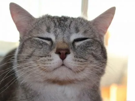 Cat nyelvi és fordítási