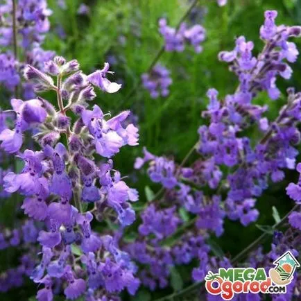Catnip Fass - egyre nagyobb a telepítési gondoskodni (macskamenta) Catnip Fassi - termesztés ültetés gondoskodni