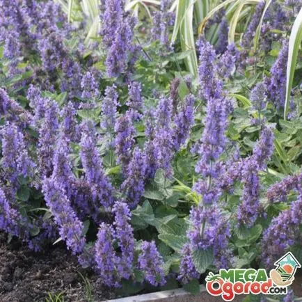 Catnip Fass - egyre nagyobb a telepítési visszavonásáig (visszavonás) Catnip Fassi - termesztés ültetés gondoskodni