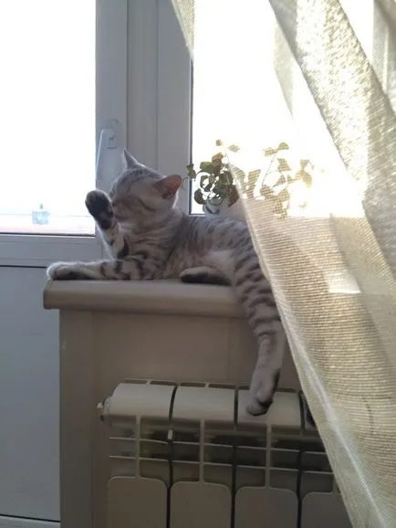 Cat egy ablakpárkányon