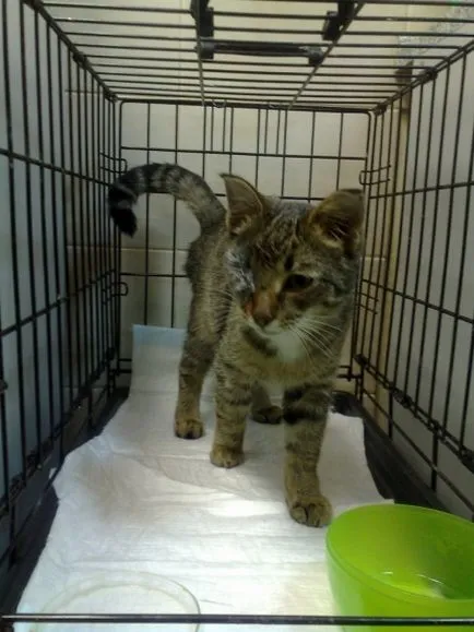 Kitten egy glazik