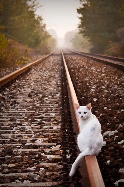 Cat vonat