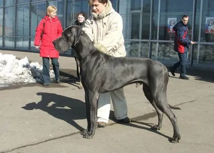 A legnagyobb kutya a világon 1