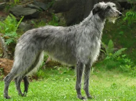 A legnagyobb kutya a világon és Magyarországon, az első 6 fotókkal