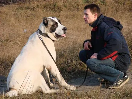 A legnagyobb kutya a világon a fotó, videó (kutya) A legnagyobb kutya a világon a fotó, videó