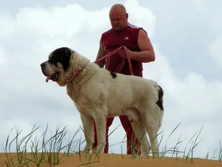 A legnagyobb kutya a világon 1