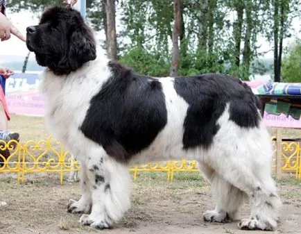 A legnagyobb kutya a világon 1