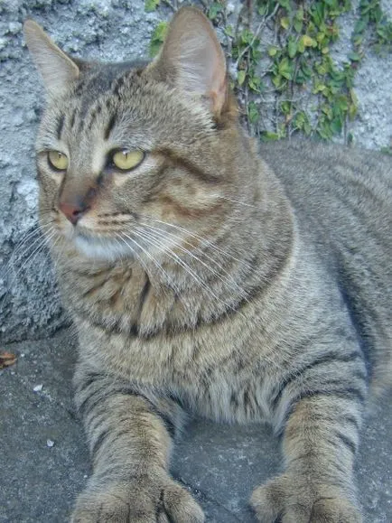 A legnagyobb hazai macska a világon (felső 6)