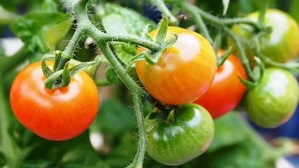 Hogyan növény paradicsom és mikor Hogyan növény paradicsom és mikor