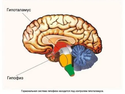 Analízis a hormonok