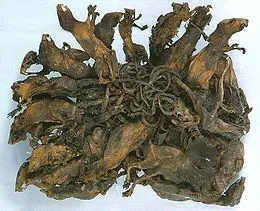 Király Rat - az