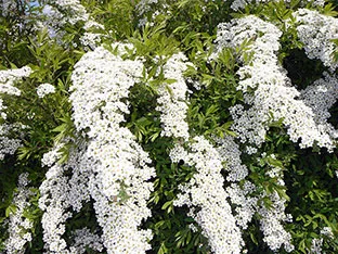 Spirea cserje - ültetés és gondozás, gyöngyvessző fotó, a fajok és fajták spirea Spiraea japonica, vangutta, szürke (spirea) Spirea cserje - ültetés és gondozás, gyöngyvessző fotó, a fajok és fajták spirea Spiraea japonica, vangutta, szürke