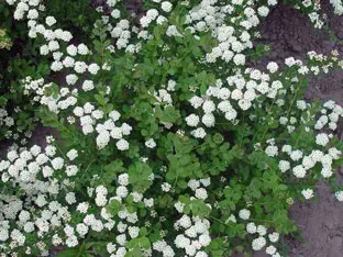 Spirea cserje - ültetés és gondozás, gyöngyvessző fotó, a fajok és fajták spirea Spiraea japonica, vangutta, Gray (termés) Spirea cserje - ültetés és gondozás, gyöngyvessző fotó, a fajok és fajták spirea Spiraea japonica, vangutta, szürke