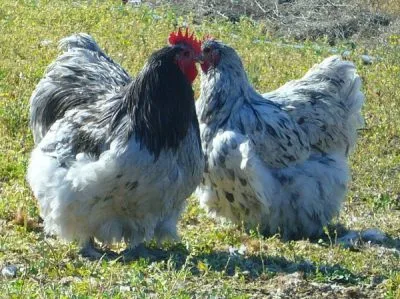 Csirkék Orpington fajta leírás, tenyésztés, fotók, videók és vélemények