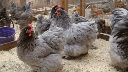 Csirke Orpington fajta jellemzői, vélemények, fényképek és videó felülvizsgálat (vélemény) Csirke Orpington fajta jellemzői, vélemények, fényképek és videó felülvizsgálat