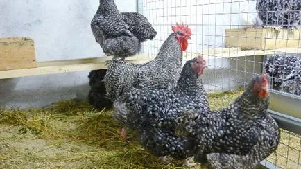 Csirkék Orpington fajta leírás, tenyésztés, fotók, videók és vélemények