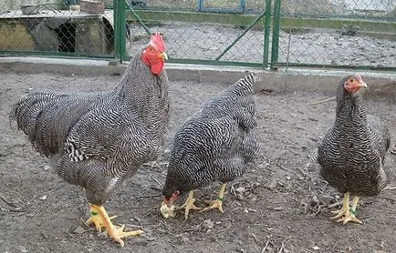 Plymouth Rock különösen tenyésztés és fajtája
