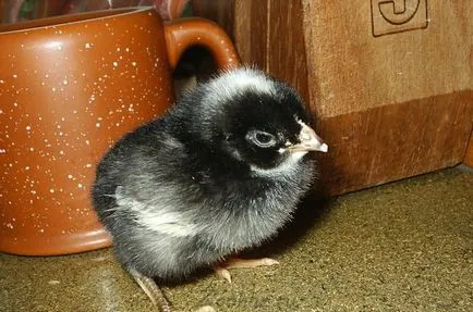 Csirkék Plymouth rock fajta leírás, fotó tartalom, vélemények