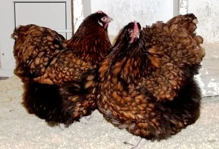 Csirke Orpington fajta jellemzői, vélemények, fotók és videók áttekintése (Orpington) Csirke Orpington fajta jellemzői, vélemények, fényképek és videó felülvizsgálat