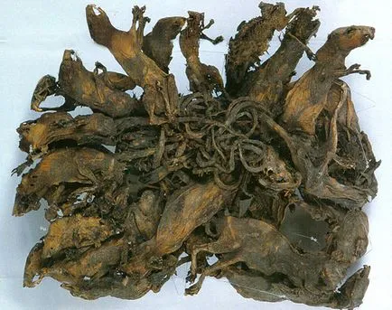 Rat King, a titkait a világ