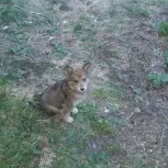 Huskies, husky Novoszibirszk