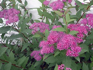 Spirea cserje - ültetés és gondozás, gyöngyvessző fotó, a fajok és fajták spirea Spiraea japonica, vangutta, szürke (növekvő) Spirea cserje - ültetés és gondozás, gyöngyvessző fotó, a fajok és fajták spirea Spiraea japonica, vangutta, szürke