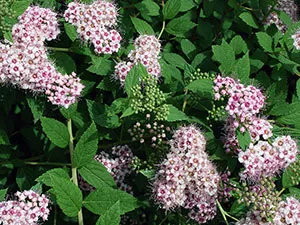 Spirea cserje - ültetés és gondozás, gyöngyvessző fotó, a fajok és fajták spirea Spiraea japonica, vangutta, szürke (spirea kén) Spirea cserje - ültetés és gondozás, gyöngyvessző fotó, a fajok és fajták spirea Spiraea japonica, vangutta, szürke