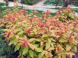 Spirea cserje - ültetés és gondozás, gyöngyvessző fotó, a fajok és fajták spirea Spiraea japonica, vangutta, szürke (ültetés) Spirea cserje - ültetés és gondozás, gyöngyvessző fotó, a fajok és fajták spirea Spiraea japonica, vangutta, szürke