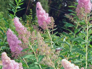 Spirea cserje - ültetés és gondozás, gyöngyvessző fotó, a fajok és fajták spirea Spiraea japonica, vangutta, Gray (termés) Spirea cserje - ültetés és gondozás, gyöngyvessző fotó, a fajok és fajták spirea Spiraea japonica, vangutta, szürke