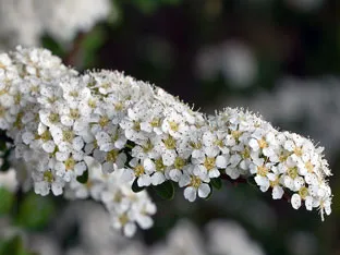 Spirea cserje - ültetés és gondozás, gyöngyvessző fotó, a fajok és fajták spirea Spiraea japonica, vangutta, szürke (ültetés) Spirea cserje - ültetés és gondozás, gyöngyvessző fotó, a fajok és fajták spirea Spiraea japonica, vangutta, szürke