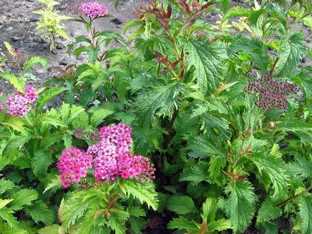 Spirea cserje - ültetés és gondozás, gyöngyvessző fotó, a fajok és fajták spirea Spiraea japonica, vangutta, szürke (bokor) Spirea cserje - ültetés és gondozás, gyöngyvessző fotó, a fajok és fajták spirea Spiraea japonica, vangutta, szürke