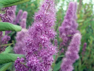 Spirea cserje - ültetés és gondozás, gyöngyvessző fotó, a fajok és fajták spirea Spiraea japonica, vangutta, szürke (spirea) Spirea cserje - ültetés és gondozás, gyöngyvessző fotó, a fajok és fajták spirea Spiraea japonica, vangutta, szürke