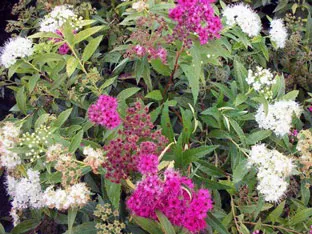 Spirea cserje - ültetés és gondozás, gyöngyvessző fotó, a fajok és fajták spirea Spiraea japonica, vangutta, szürke (fotó) Spirea cserje - ültetés és gondozás, gyöngyvessző fotó, a fajok és fajták spirea Spiraea japonica, vangutta, szürke