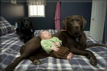 Labrador fajta leírás, természetfotó