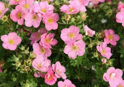 Cinquefoil cserje - ellátás és termesztés, ültetés, locsolás és a szaporodás (cserje) Cinquefoil cserje - ellátás és termesztés, ültetés, locsolás és a reprodukció