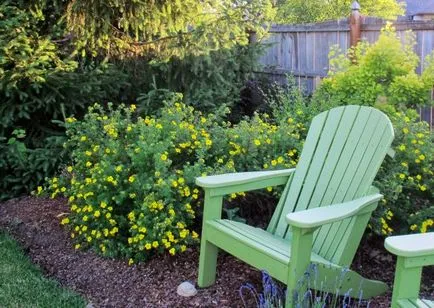 Cinquefoil cserje - ellátás és termesztés, ültetés, locsolás és tenyésztés (művelés) Cinquefoil cserje - ellátás és termesztés, ültetés, locsolás és a reprodukció
