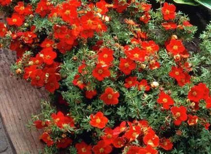Cinquefoil cserje - ellátás és termesztés, ültetés, locsolás és a szaporodás (telepítési) Cinquefoil cserje - ellátás és termesztés, ültetés, locsolás és a reprodukció