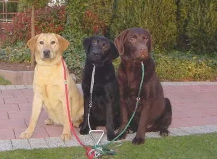 Labrador fajta leírás, természetfotó
