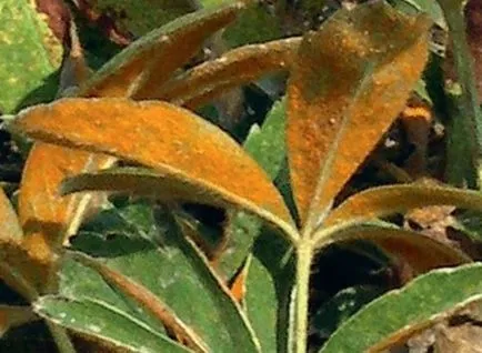 Bloodroot, ültetés és gondozás