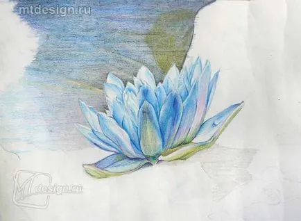 Tavirózsa akvarell ceruza, mtdesign