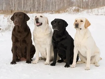 Labrador retriever, egy kanadai munkás