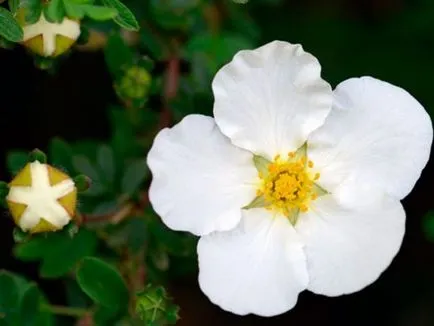 Bloodroot, ültetés és gondozás