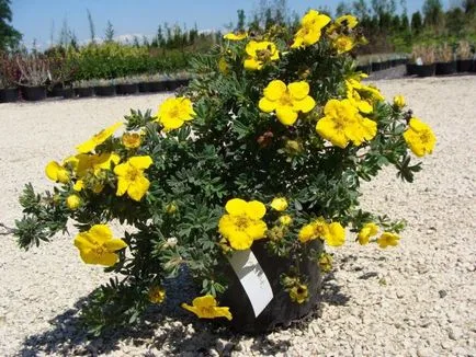 Cinquefoil cserje - ellátás és termesztés, ültetés, locsolás és a szaporodás (cinquefoil) Cinquefoil cserje - ellátás és termesztés, ültetés, locsolás és a reprodukció