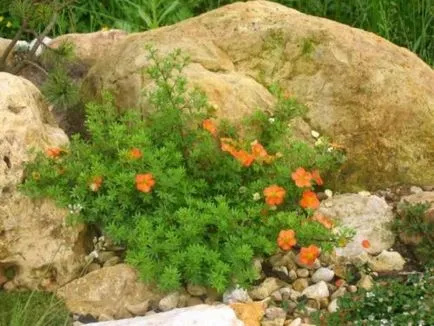 Bloodroot, ültetés és gondozás
