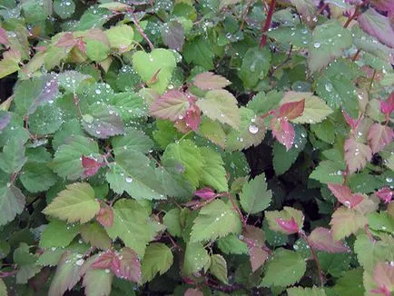 Spirea cserje - ültetés és gondozás, gyöngyvessző fotó, a fajok és fajták spirea Spiraea japonica, vangutta, szürke (fajta) Spirea cserje - ültetés és gondozás, gyöngyvessző fotó, a fajok és fajták spirea Spiraea japonica, vangutta, szürke